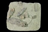Seven Species of Crinoids on One Plate - Crawfordsville, Indiana #148997-2